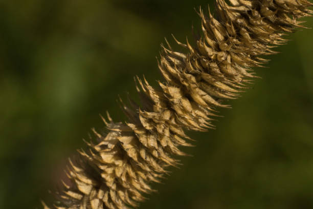 Macro photo of dry seed head of Phleum pratense