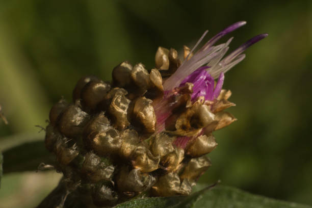 Macro photo of bud of knapweed (Centaurea jacea) flower