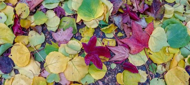 istock dry autumn leaves 2171233139