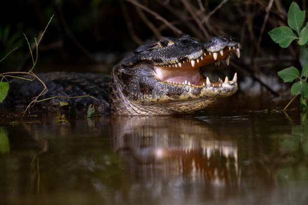 istock like a statue of a caiman 2171234094