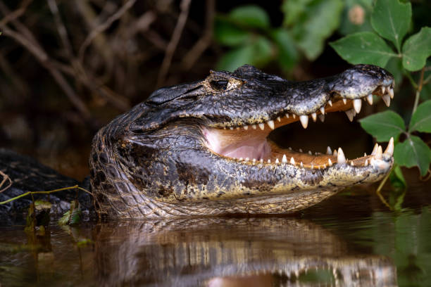 istock the teeth of the caiman 2171234102