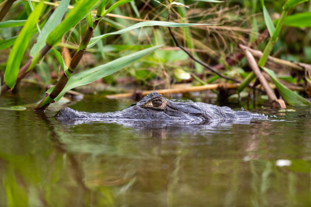 istock the head of the caiman 2171234124