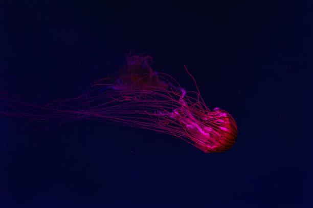 istock Fluorescent jellyfish swimming underwater aquarium pool with red neon light. 2171234134
