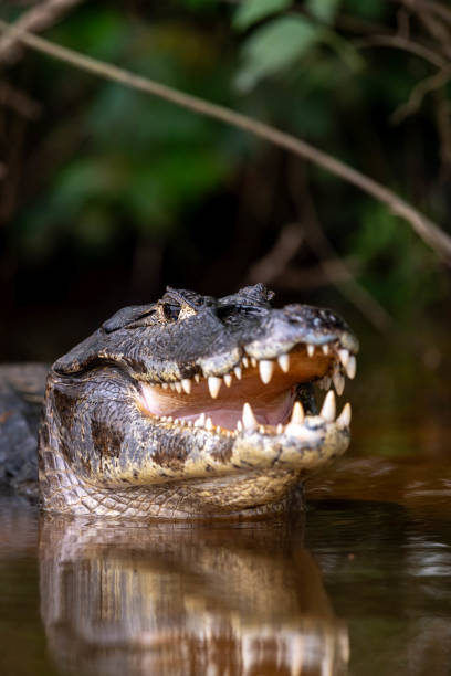 istock the lateral portrait of a caiman 2171234152
