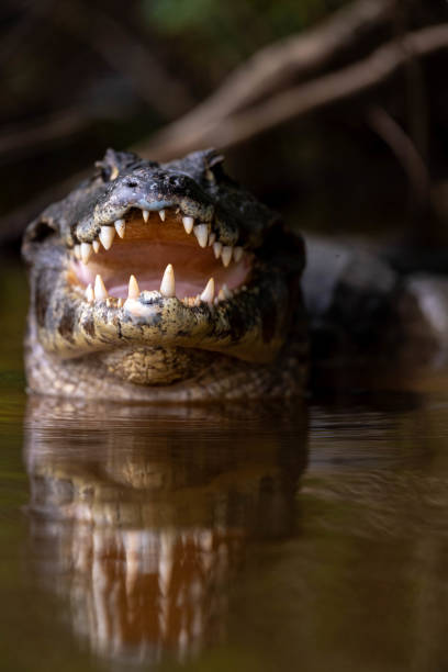 istock a portrait of a caiman 2171234158