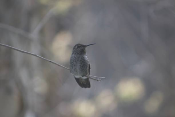 Cute little hummingbird perched on tree branch