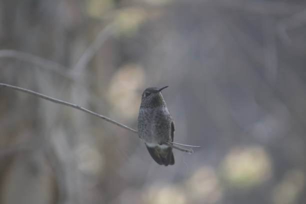 istock Cute little hummingbird perched on tree branch 2171235861