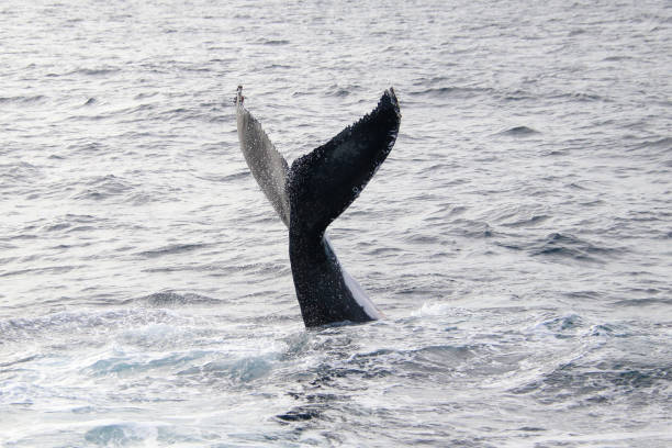 Humpback whales diving in Monterey Bay California