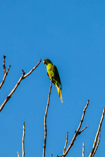 istock maritacas (Pionus) or brazilian parrots 2171236170