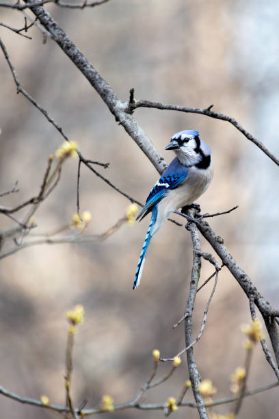 istock Blue Jay (Cyanocitta cristata), common in forests and urban parks 2171236527