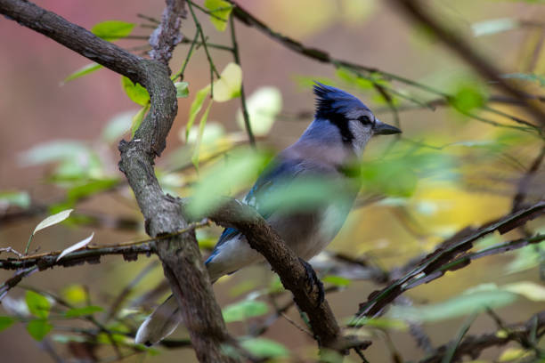 istock Blue Jay (Cyanocitta cristata), common in forests and urban parks 2171236532