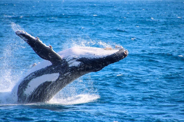 istock Humpback Whale Breaching out of the Water 2171236734