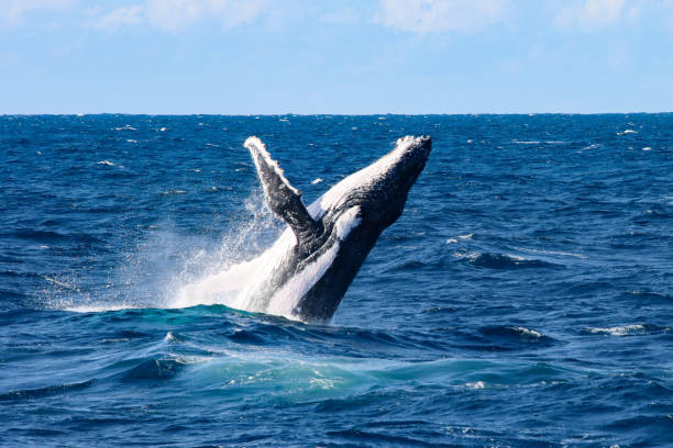 istock Humpback Whale Breaching Out of Ocean 2171236761