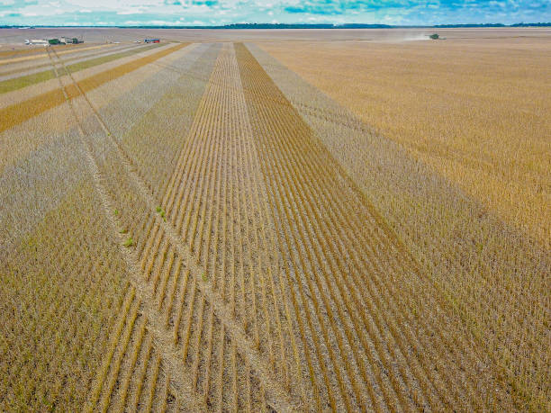 Soybean planting line in the field. Lucas do Rio Verde, Mato Grosso, Brazil.