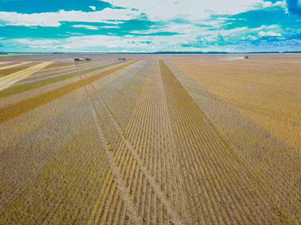 Soybean planting line in the field. Lucas do Rio Verde, Mato Grosso, Brazil.