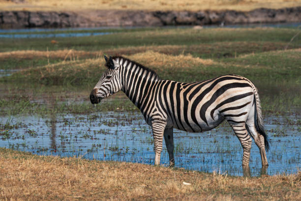 istock Zebra close up standing in a watering hole 2171241602