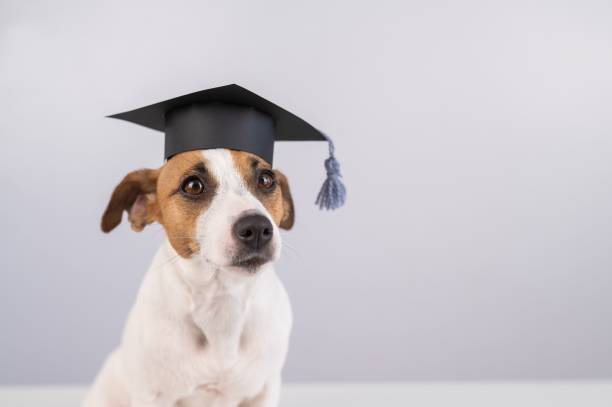 istock Cute dog jack russell terrier in an academic cap on a white background. Copy space. 2171241706