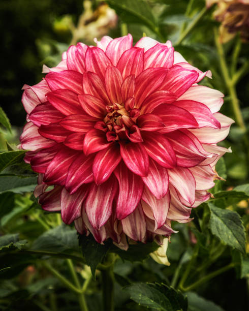 istock Read dahlia in garden 2171242264