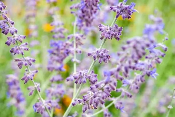 Salvia yangii in blossom Salvia yangii in blossom