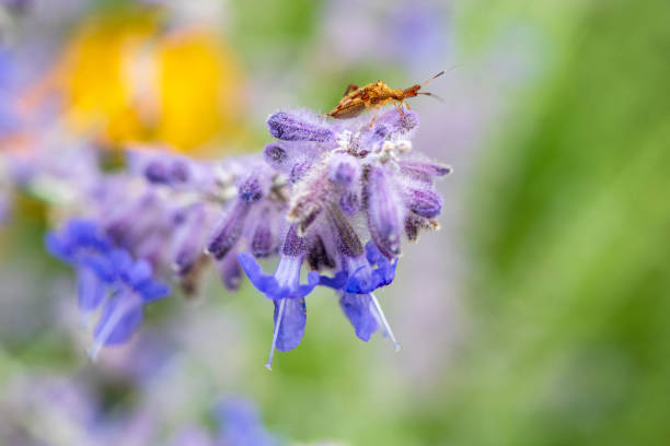 Insect on Salvia yangii
