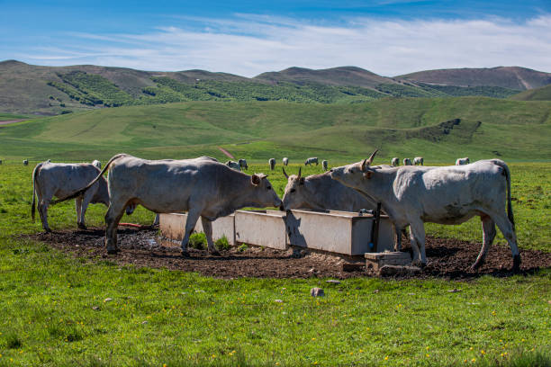 Castelluccio di Norcia, Perugia, Italy:Cows Grazing in Castelluccio di Norcia