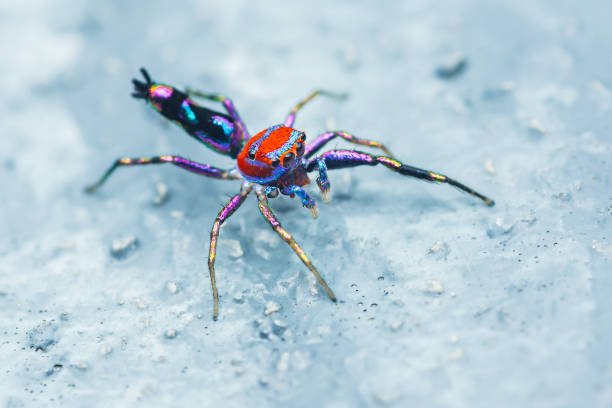 istock Jumping spider missing leg or Chrysilla volupe on floor at home. 2171248811