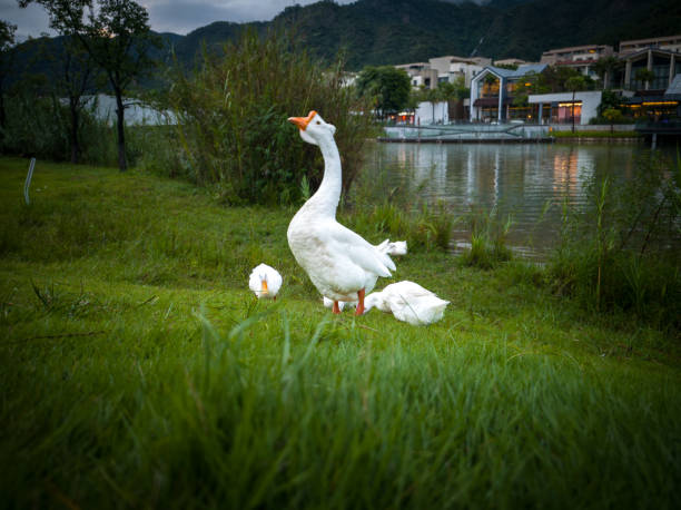 istock Serene white geese enjoying peaceful time by the lake 2171250191