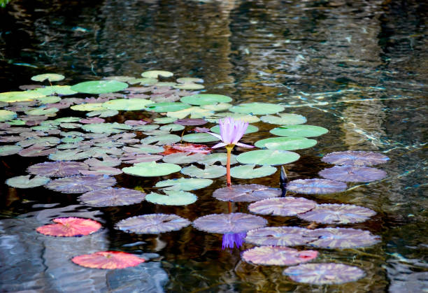 istock Purple Water Lily on Rippled Pond 2171250543