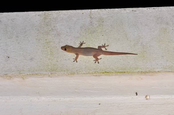 istock Macro photo of a gecko on a wall 2171251564