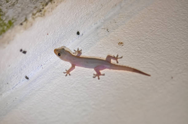 Macro photo of a gecko on a wall