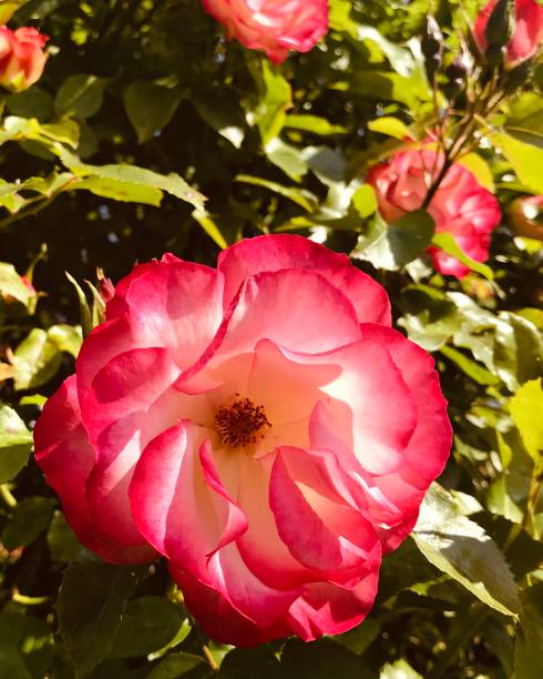 front view focused up close panoramic of vibrant natural captivating floral petal blooms in a colourful cheery nature garden of blossoms