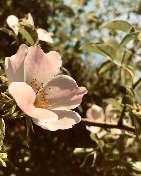 front view focused up close panoramic of vibrant natural captivating floral petal blooms in a colourful cheery nature garden of blossoms