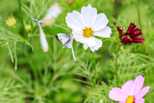 Flora and Insect in Hong Kong