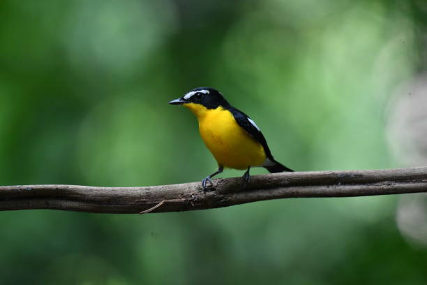 istock Yellwo-rumped Flycatcher 2171256641