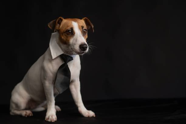 istock Jack Russell Terrier dog in a tie on a black background. Copy space. 2171257401
