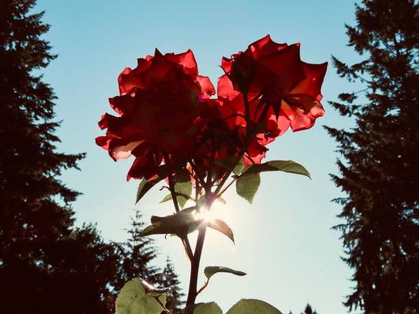 red roses with sunlight
