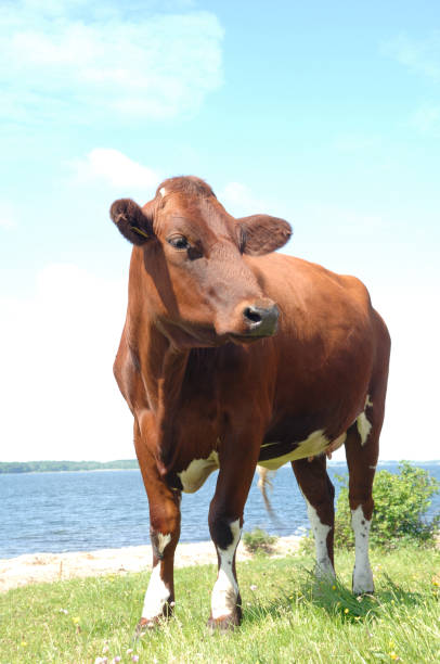 istock Cow standing on green grass 2171261289