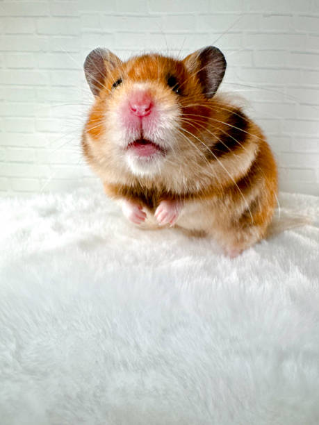 istock Curious golden hamster standing on hind legs isolated on white 2171261893