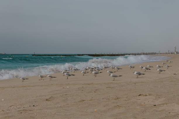 Seagulls standing on a beach by the sea waves