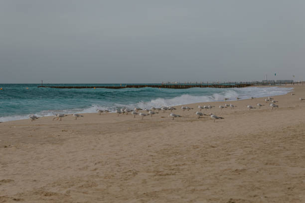 istock Seagulls standing on a beach by the sea waves 2171262584