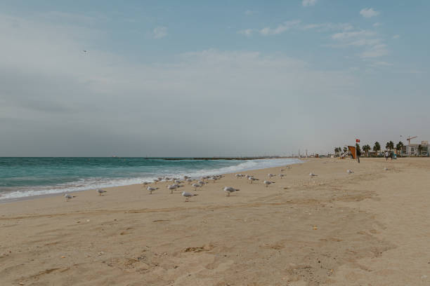 istock Beach with sea waves  and seagulls gathered near by 2171262589
