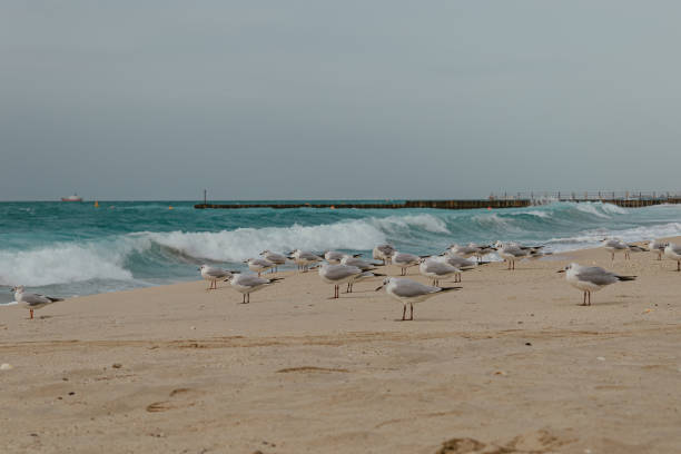 istock Seagulls standing on a beach by the sea waves 2171262592