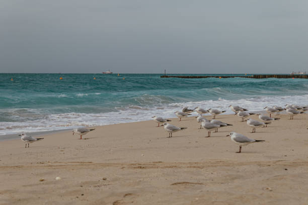 istock Seagulls standing on a beach by the sea waves 2171262593