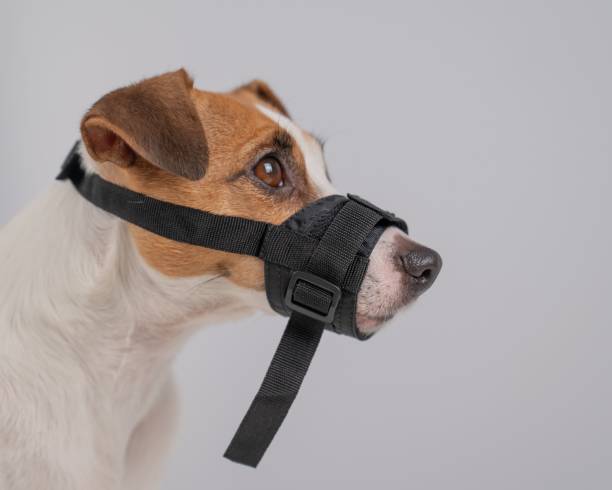 istock Jack Russell Terrier dog in a rag muzzle on a white background. Copy space. 2171263218