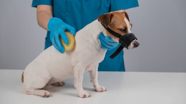 istock A groomer brushes a dog with a silicone brush. Jack Russell Terrier wearing a muzzle during a beauty procedure. 2171263455
