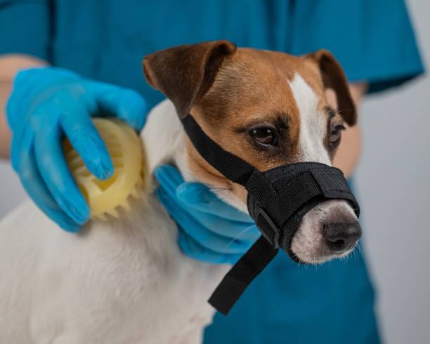 istock A groomer brushes a dog with a silicone brush. Jack Russell Terrier wearing a muzzle during a beauty procedure. 2171263599