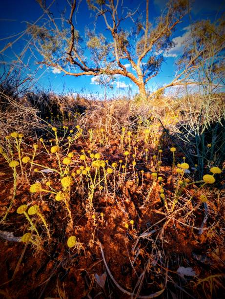 istock Wildflowers Northern Territory Australia 2171263687