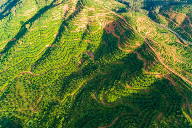 istock Aerial view Tropical Rainforest trees mountains,Top view green forest background 2171263930