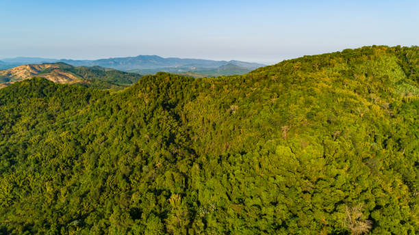 istock Aerial view Tropical Rainforest trees mountains,Top view green forest background 2171264031