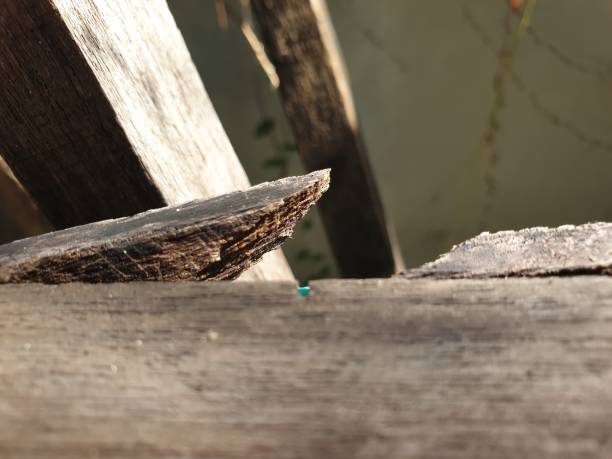 istock Weathered wooden pole. Broken wood jutting out. Suitable for background 2171264894